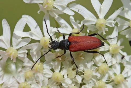 Anastrangalia sanguinolenta